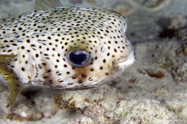 Porcupinefish