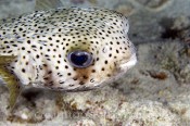 Porcupinefish