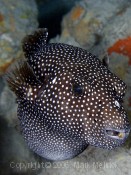 Pregnant Pufferfish