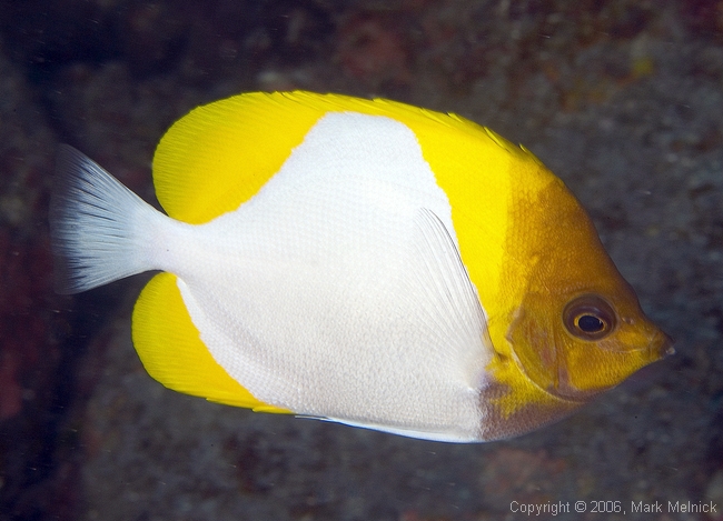 Pyramid Butterflyfish