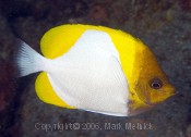 Pyramid Butterflyfish