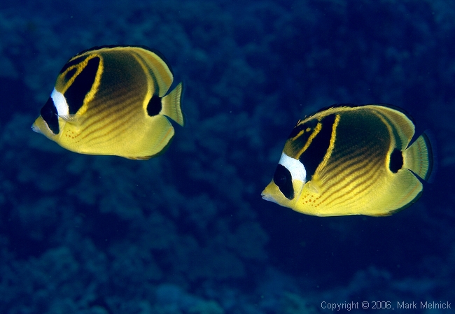 Racoon Butterflyfish