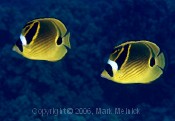 Racoon Butterflyfish