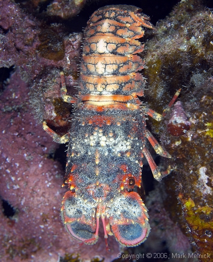 Regal Slipperlobster