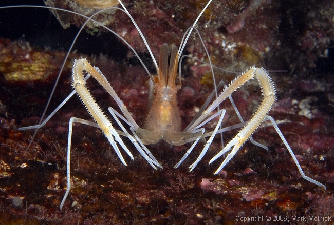 Ghost Shrimp