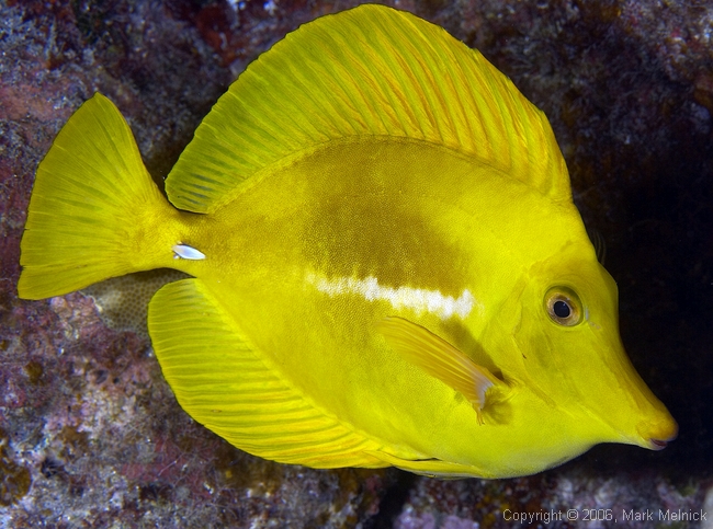 Yellow Tang