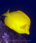 Yellow Tang