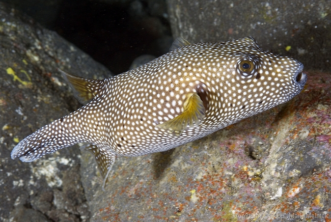 Spotted Pufferfish