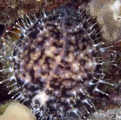 Tigercowry