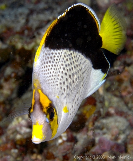 Tinker Butterflyfish