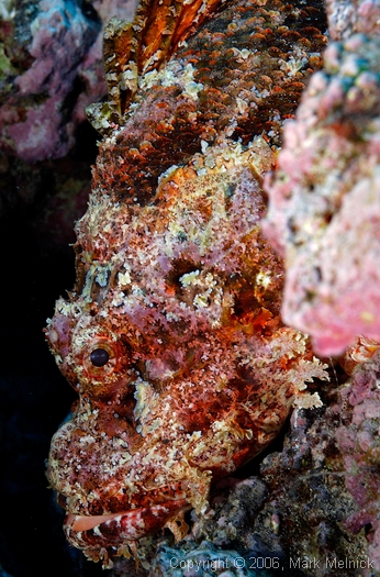 Titan Scorpian Fish