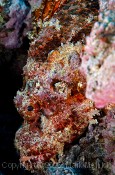 Titan Scorpian Fish