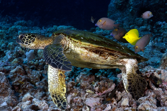 Turtle Cleaning Station