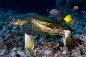 Turtle Cleaning Station