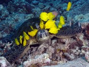 Turtle Cleaning Station