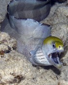 Yellowhead Moray Eel