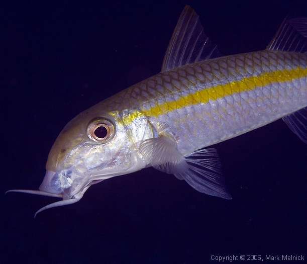 Yellow Stipped Goatfish