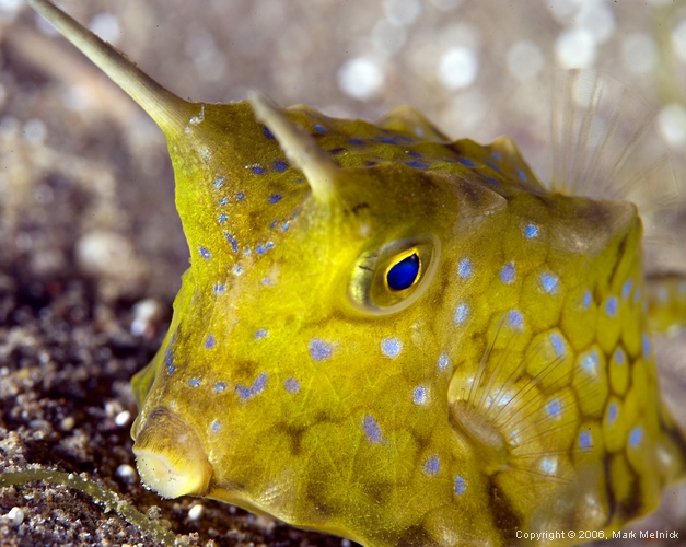 Longhorn Cowfish