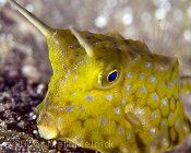 Longhorn Cowfish