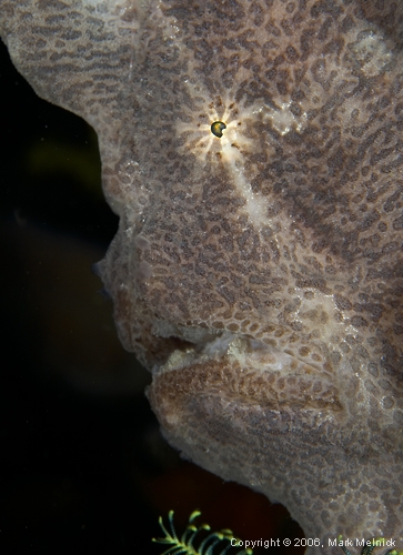 Frogfish