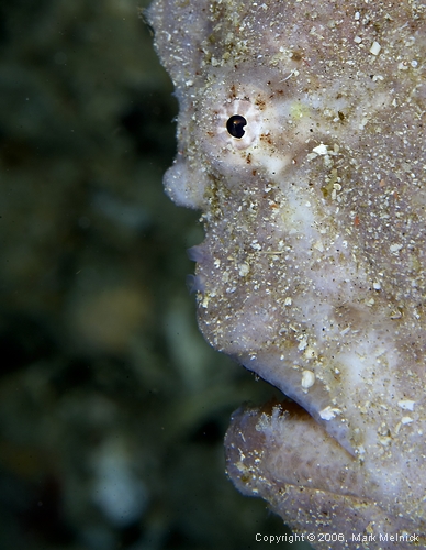 Frogfish