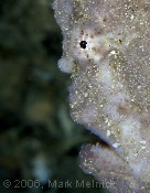 Frogfish