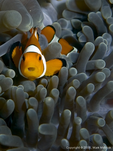 Yet another Anemonefish