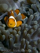 Yet another Anemonefish