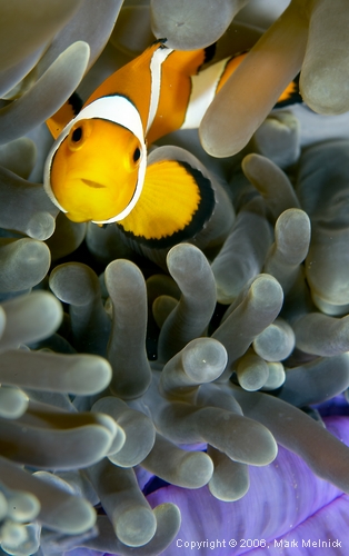 Another Anemonefish