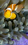 Another Anemonefish