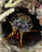 Mantis Shrimp