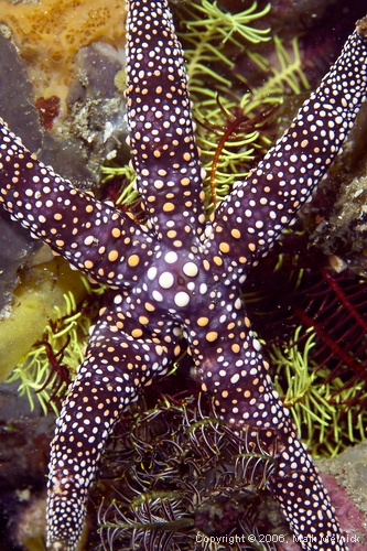 Starfish