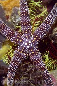 Starfish