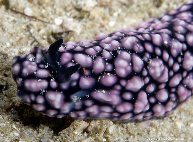 Nudibranch