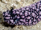 Nudibranch