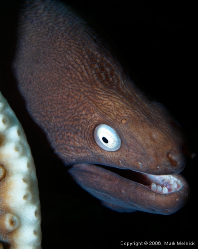 EEL