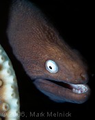 EEL