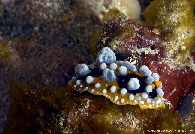 Nudibranch