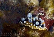 Nudibranch