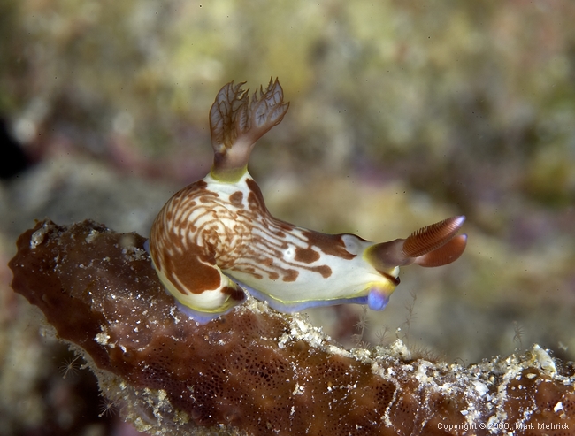 Nudibranch