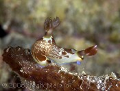 Nudibranch