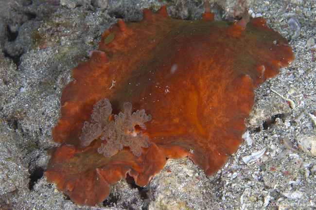 Nudibranch