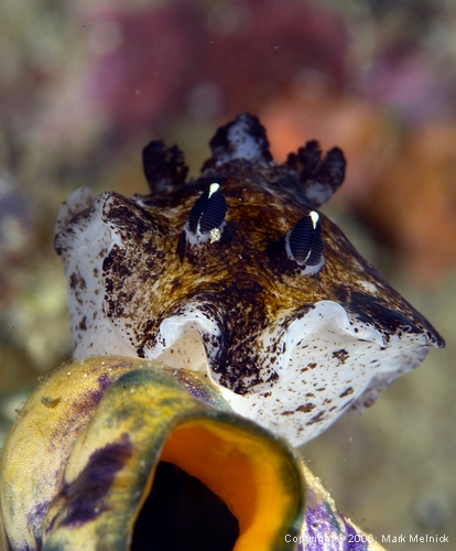 Nudibranch