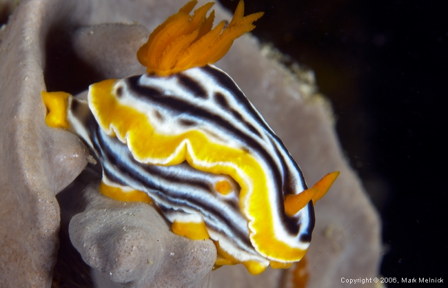 Nudibranch