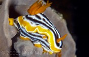 Nudibranch