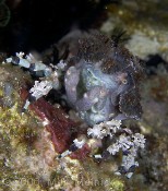 Decorator Crab