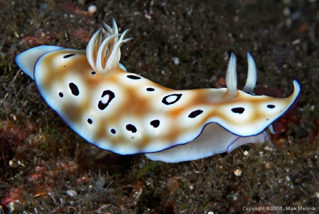 Nudibranch