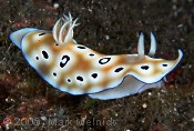 Nudibranch