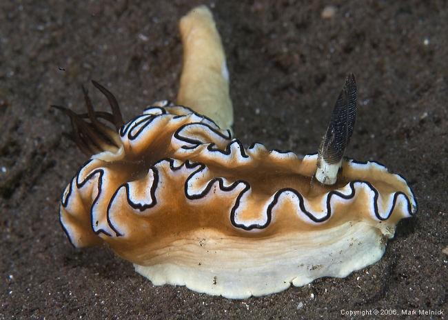 Nudibranch