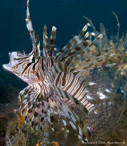 Indian Lionfish